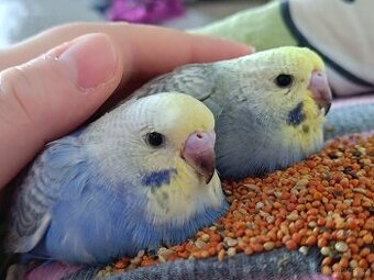 Ručně dokrmena andulka mazlíček k dětem