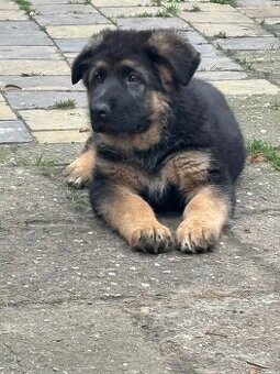 Prodám štěně německého ovčáka