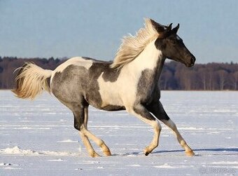 Klisna APH - 7 PANEL