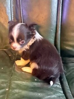 ČIVAVA DLOUHOSRSTÁ S PP- Pejsek