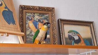 Amazonek černotemenný