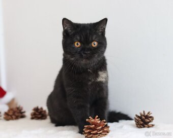 Britská koťátka s PP - Holčičky