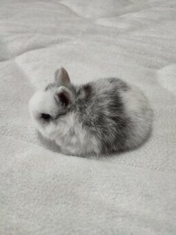 Zakrslý králíček