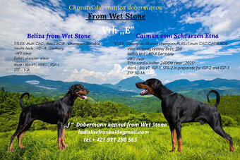 Šteniatka dobermana s PP