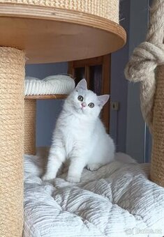 Britská shaded koťátka s PP