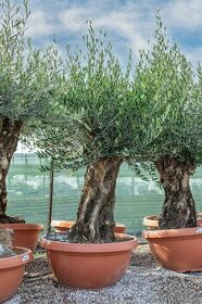 Mrazuvzdorný olivovník - Olea europaea - bonsai - 1