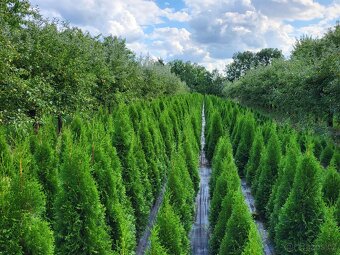 Túje, Thuja,Thuje, tůje (Thuja occ. Smaragd)