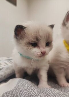 Ragdoll bez Pp