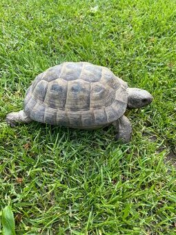 Želva žlutohnědá Testudo graeca - 1