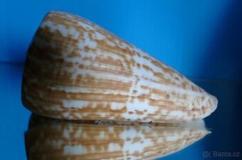 Conus pulcher XL s operculem - 1