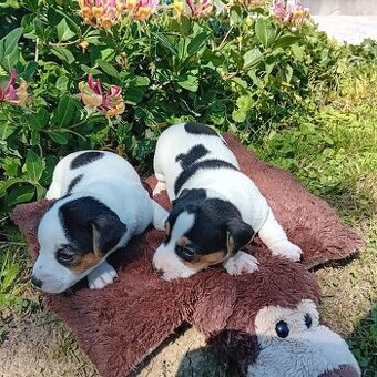 Prodám štěňátka jack russel teriera
