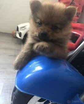 Pomeranian mini