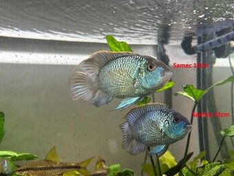 Akara electric blue