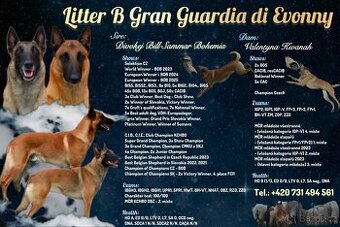 Belgický ovčák malinois
