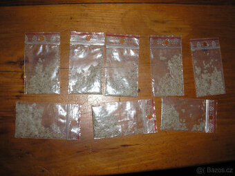 paulownia tomentosa semínka