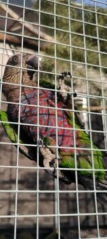 Amazoňan vějířový