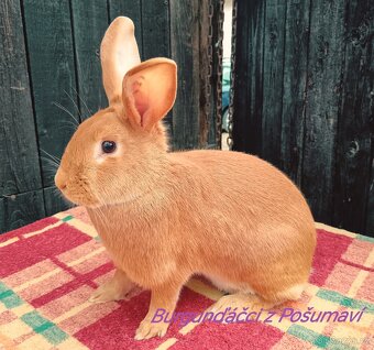 BURGUNDSKÝ králík s PP - SAMEČCI A SAMIČKY ⭐️⭐️⭐️