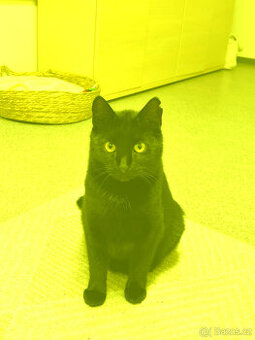 Darují do dobrých rukou kočičku