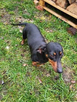 Jezevčík standard hladkosrstý fena