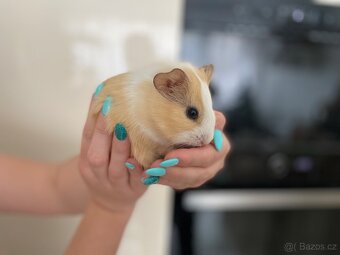 🌸 Roztomilé morče hledá nový domov 🌸