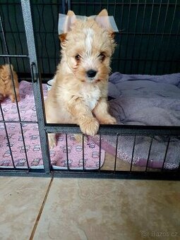 Jorkšírský terier