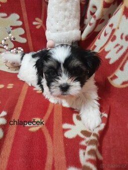 Jorkšír Biewer teriér