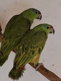 Amazoňan modrobradý festiva