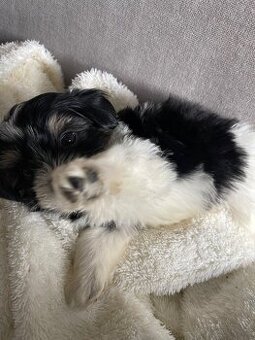 Biewer x maltézáček