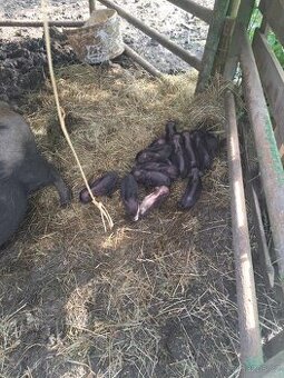 Daruji vietnamský prasata