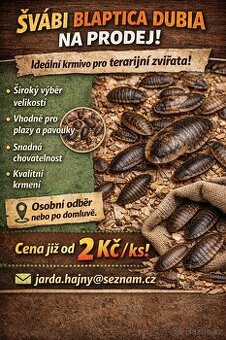 Šváb Blaptica dubia