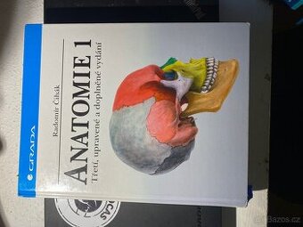 Anatomie 1.  Čihák