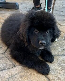 Novofundlandský pes