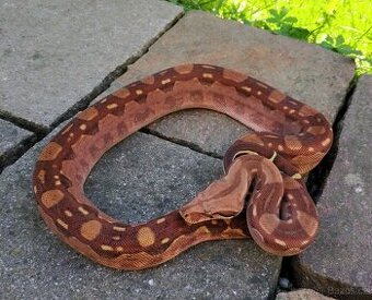 Boa imperator - Hypo Aztec Red Pastel het Sharp Albino