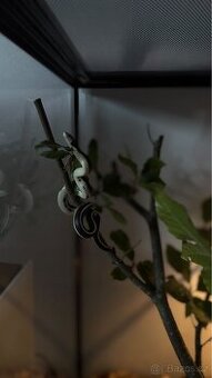 Korálovka kalifornská (Lampropeltis getula californiae)