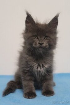 Mainská mývalí s PP