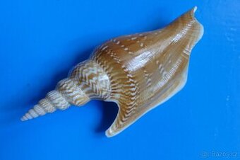 Strombus listeri - 1