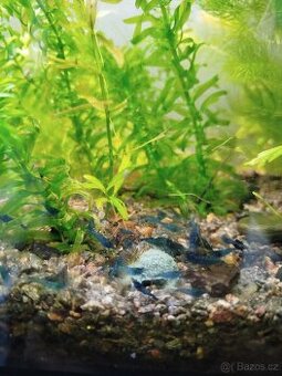 Modré krevety neocaridina davidi