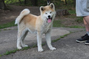 Akita s PP