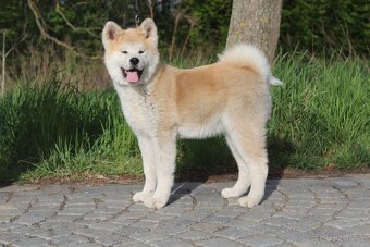 Akita s PP