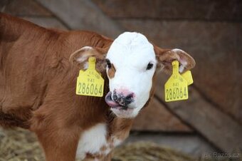 Jalovice - 50%hereford