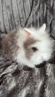 Teddy kralik