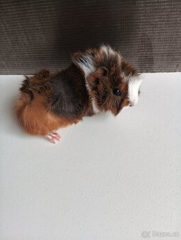 Prodám dva kluky 🐹