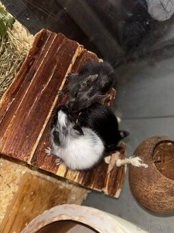 Daruji osmáka degu do dobrých rukou