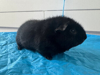Morče US Teddy