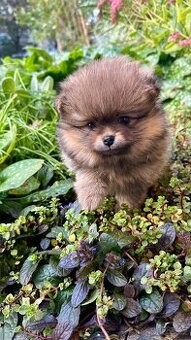 Pomeranian fenka s PP