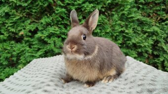 Zakrslý králík, králíček - ŇUFÍK