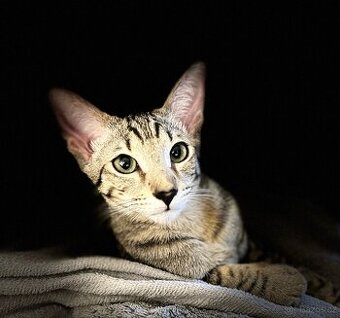 Orientální kocourek 1 rok do dobrých rukou