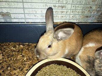 Zakrslý králíček