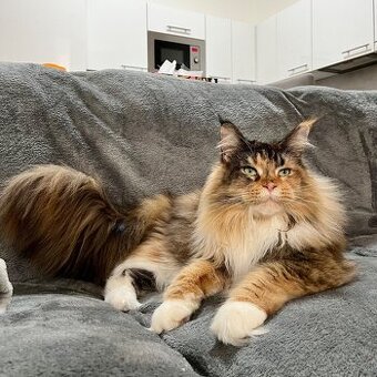 Starší plachá mainská mývalí kočka hledá klidný domov