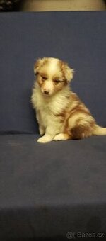 Australský ovčák bez PP